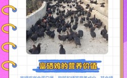 优质肉鸡新品种如何高效培育？