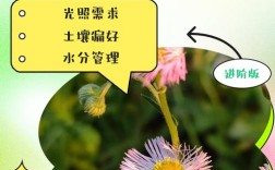 草花养护技术有哪些关键要点？