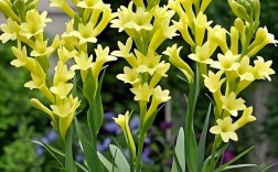 品种比较纯的晚香玉花