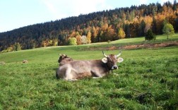 乳肉兼用牛品种有哪些？