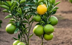 哪些橙子树品种会带刺？