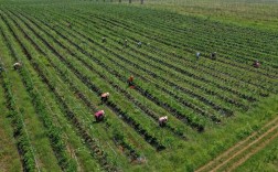 葛根种植技术咋掌握？未来市场前景咋样？