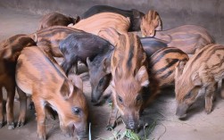 野格达姆野猪养殖技术有哪些关键要点？