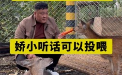 2025年梅花鹿幼仔价格会是多少？