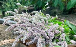 适合发酵的草药品种