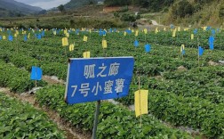 白薯种植管理技术有哪些关键要点？