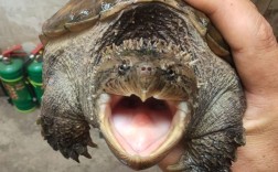 2025大鳄龟价格会涨还是会跌？