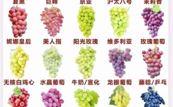 北方适合种哪些葡萄品种？