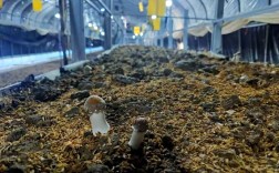 稻草怎么种大球盖菇？