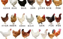 鸡有哪些品种？图片大全在此。