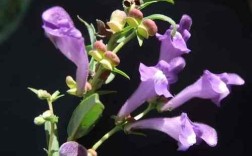 黄芩2025价格会涨还是跌？