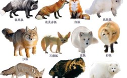 市面狐狸品种有哪些？