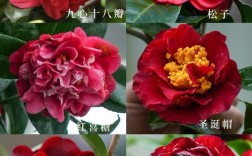 山茶花有有几个品种