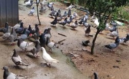 散养鸽子技术视频有哪些要点？