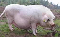 杂交良种母猪品种有哪些？