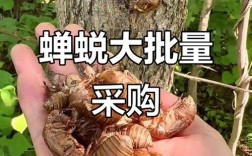 广西玉林蝉蜕现在啥价？最新行情咋样？