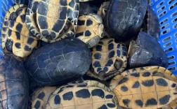 今年金钱龟苗价格究竟是多少？