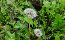 甫公英哪个品种品质最优？