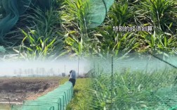 河虾网箱养殖技术视频怎么学？