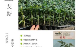 番茄连种嫁接砧木品种怎么选？