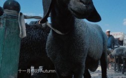 刀郎羊养殖技术中国有哪些核心要点？