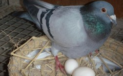什么品种鸽子产蛋最多？