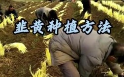 韭黄怎么种植技术视频