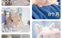 哪些兔子品种生长发育快？