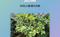 湖北桂花栽培繁殖技术有哪些关键要点？