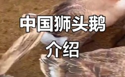 中国唯一大型鹅品种有何独特之处？