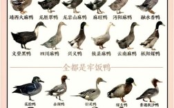 中国鸭种哪家强？最优品种是哪样？