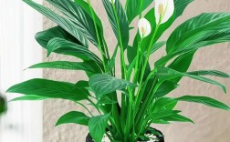 什么品种的一帆风顺最好养？