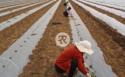 早春拱棚西瓜种植技术要点有哪些？