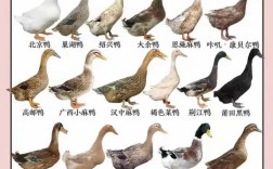 鹅品种有哪些？附图片详解。