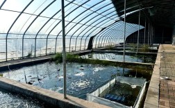 2025年龙虾养殖技术有哪些新突破？