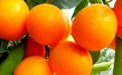 柑桔最新品种是什么？