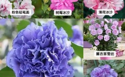 新手必养，哪些花最好种？