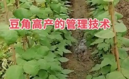 华南露地豆角怎么种才高产？
