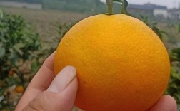 最高档柑桔橙品种有哪些？