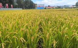 龙粳品种哪个产量最高？