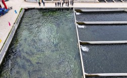 100亩水库养鱼，技术要点有哪些？