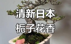 日本栀子花品种有哪些