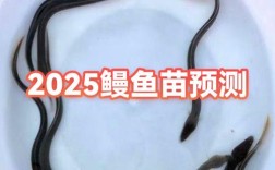 2025年鳗鱼苗价格会涨还是跌？