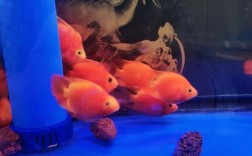 鹦鹉鱼养殖视频关键步骤有哪些？