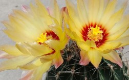 哪些仙人掌能开花？