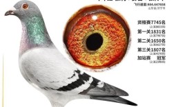 2025年肉鸽的价格