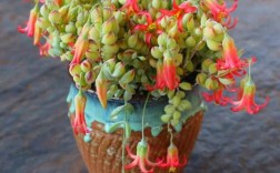 吊兰类多肉有哪些常见品种？