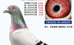 2025年肉鸽价格行情将如何变化？