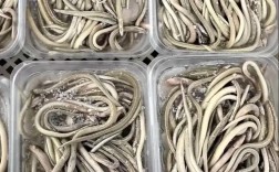 上海2025年鳗鱼苗价格会涨还是跌？