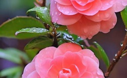 山茶花品种有哪些？常见品种图片大全？